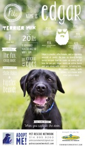 FURminator rescue pet adoption poster