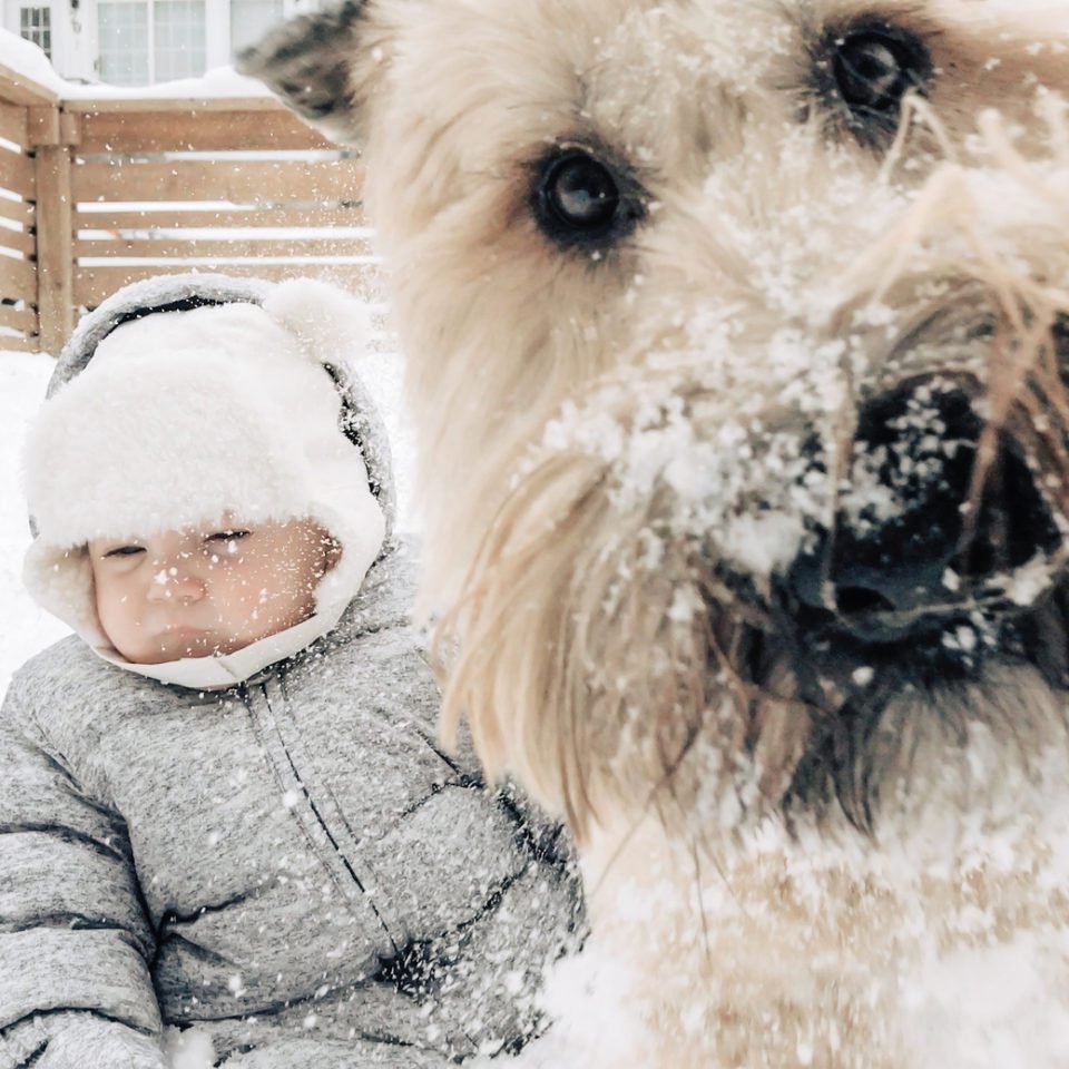 dog photobombing a picture of a baby - emerging pet product brands of 2019
