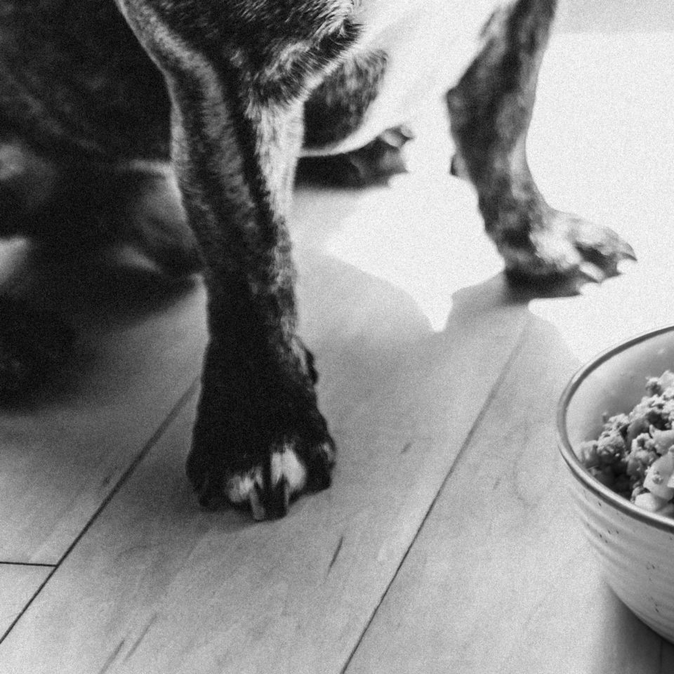 healthy-pet-food-dog-next-to-food-bowl