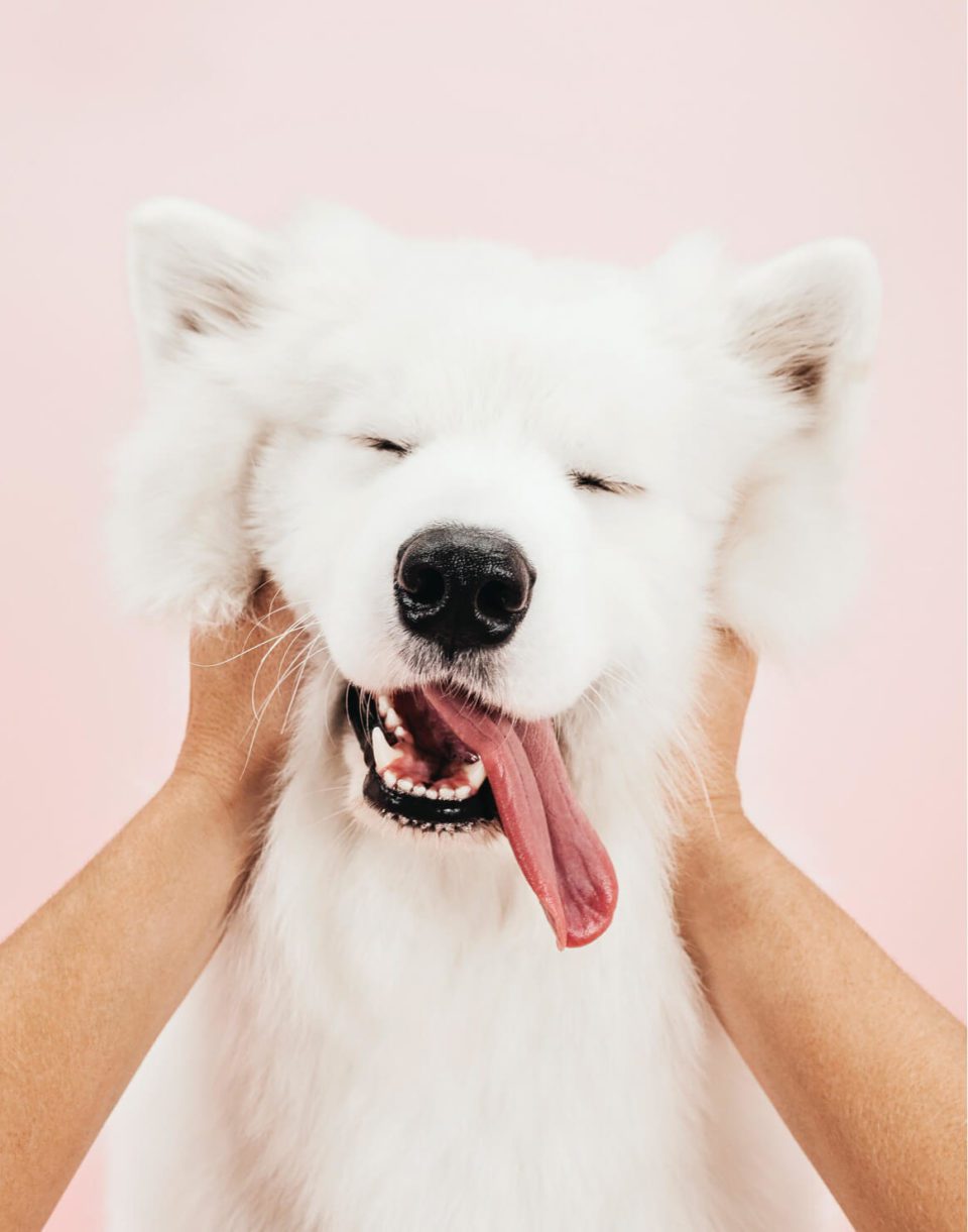 Suchgood dog getting rubs