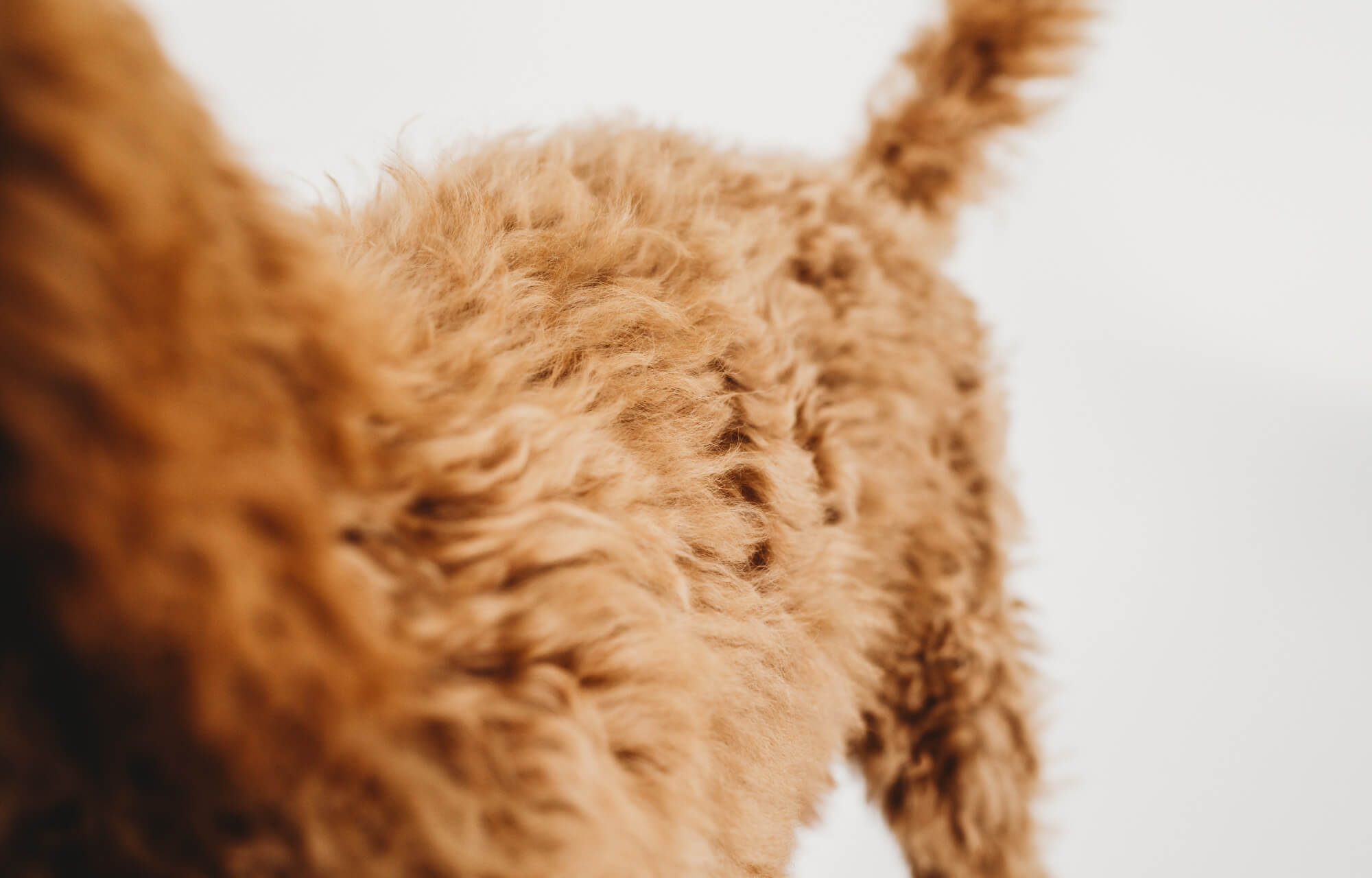 closeup photo of goldendoodle fur