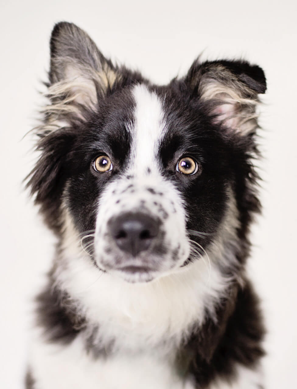 dog portrait closeup