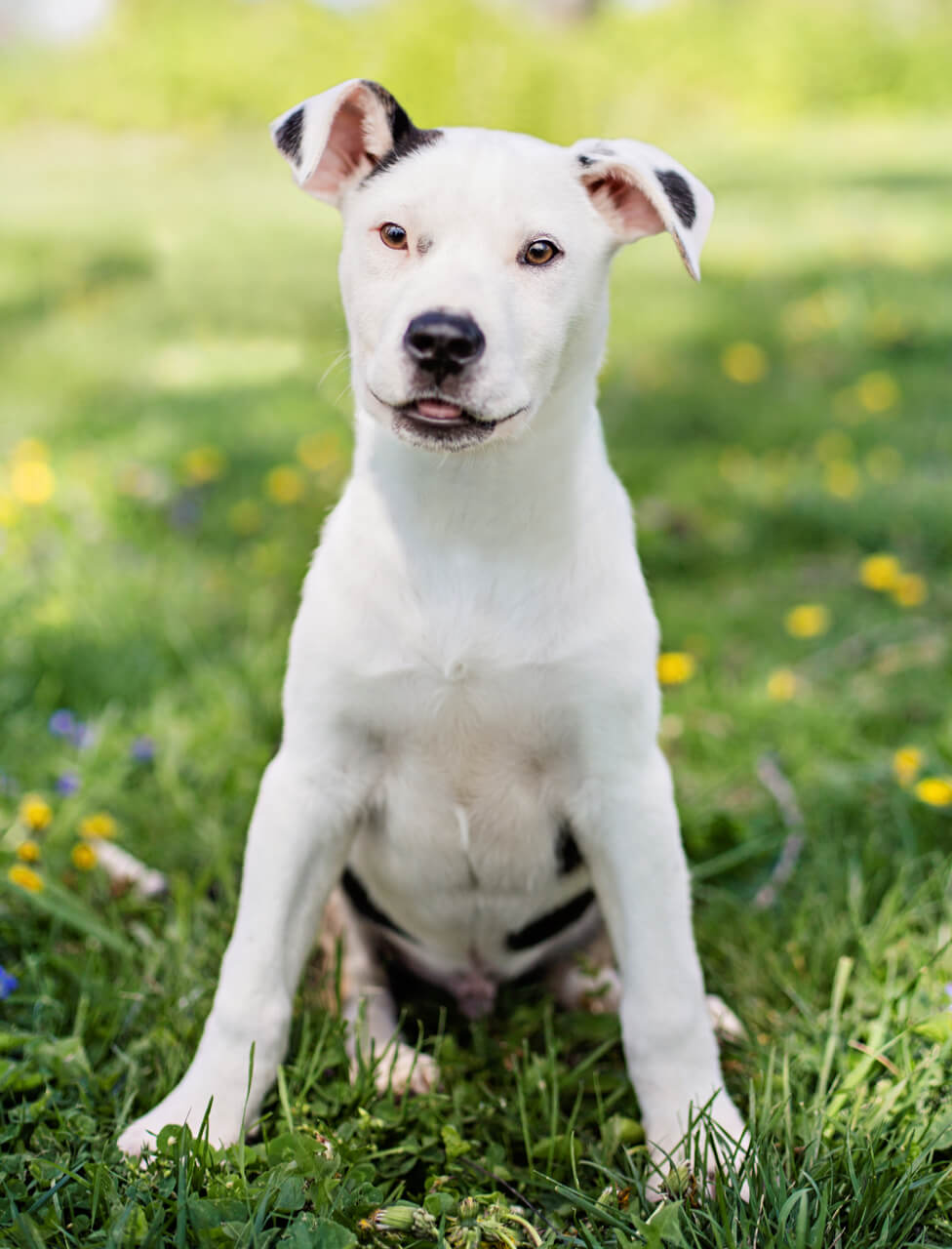 mixed breed rescue dog standing in grass