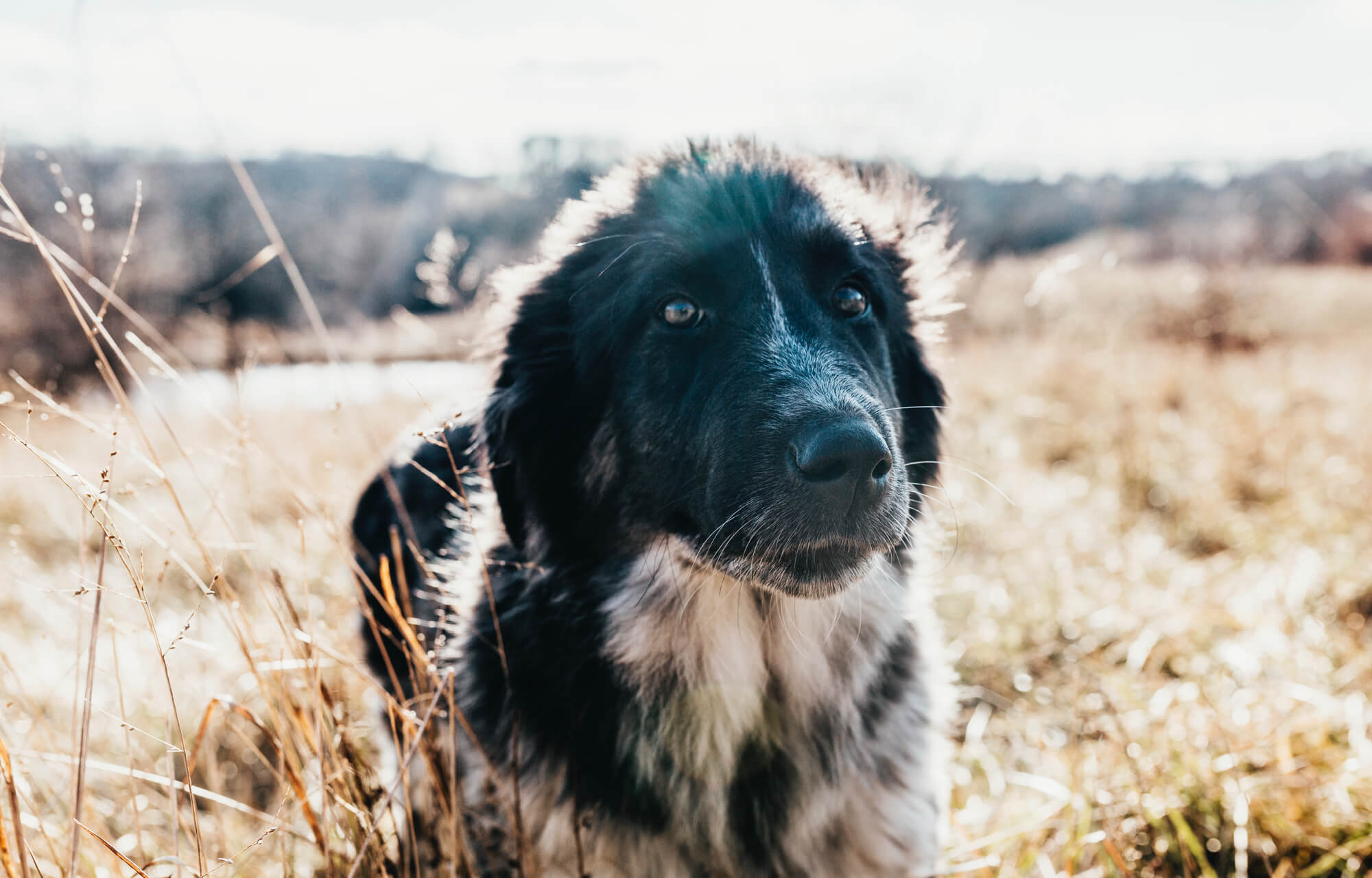 dog staring into distance on regenerative agriculture farm