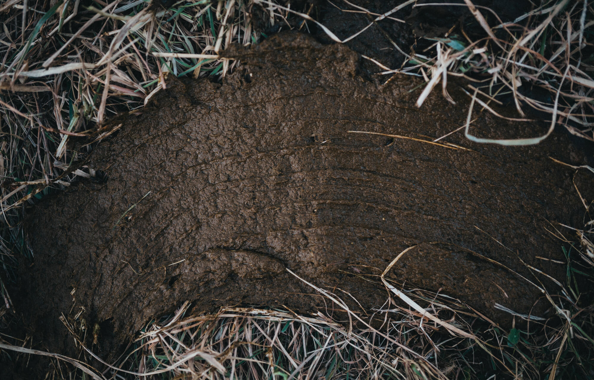cow manure smeared on ground - regenerative agriculture