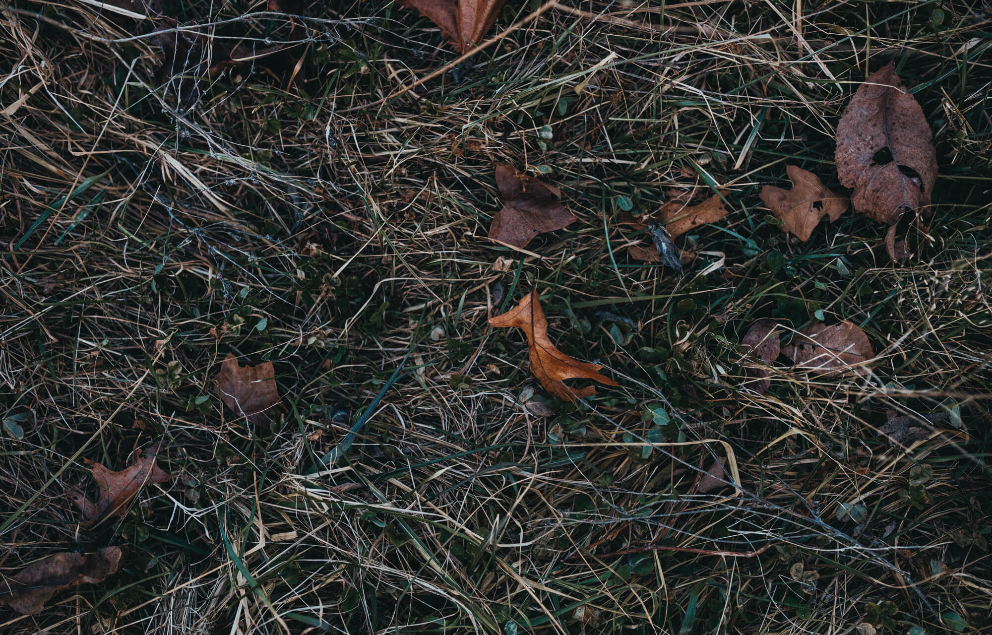 leaves and grass on ranch
