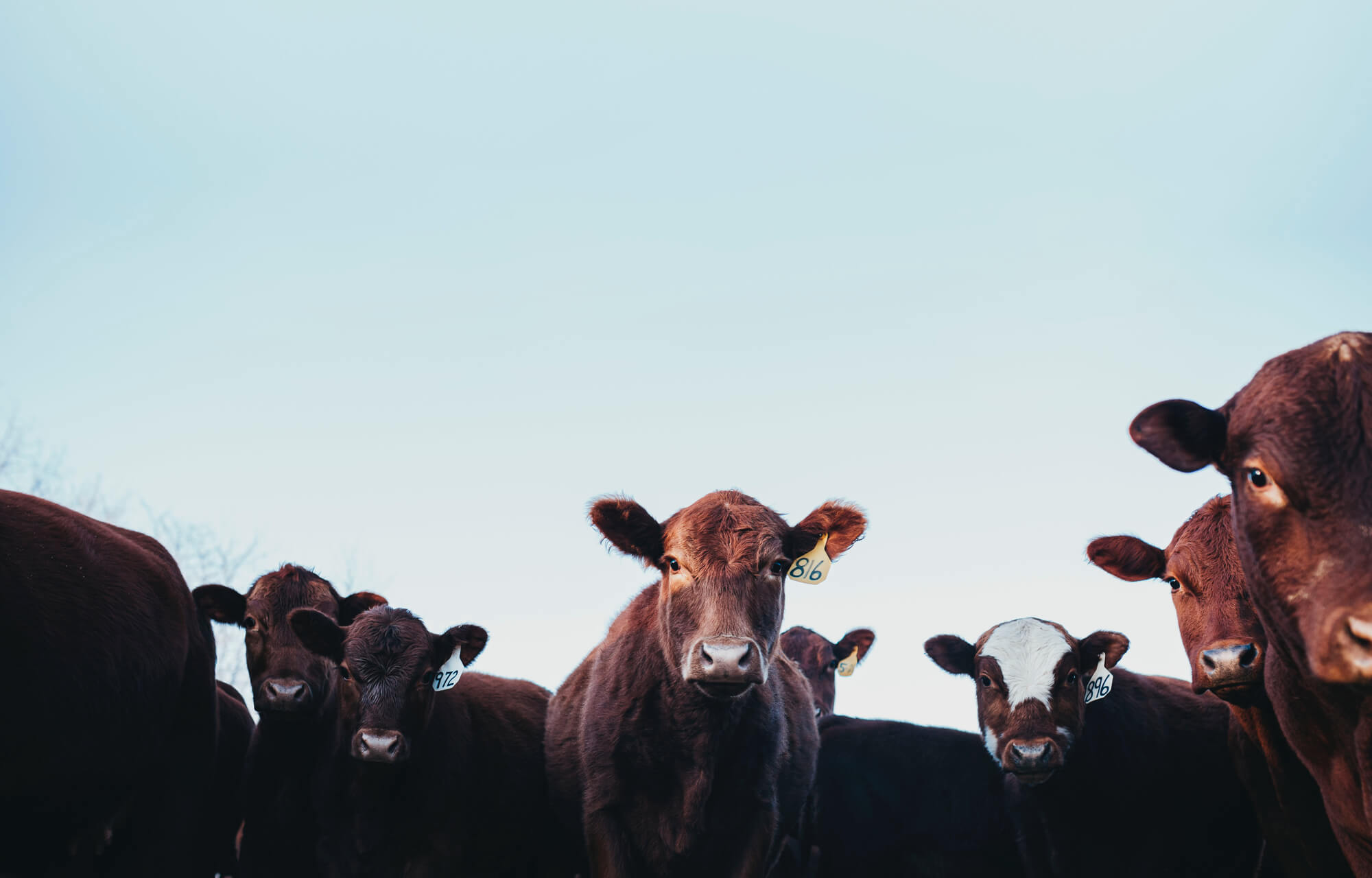 cows staring down at camera