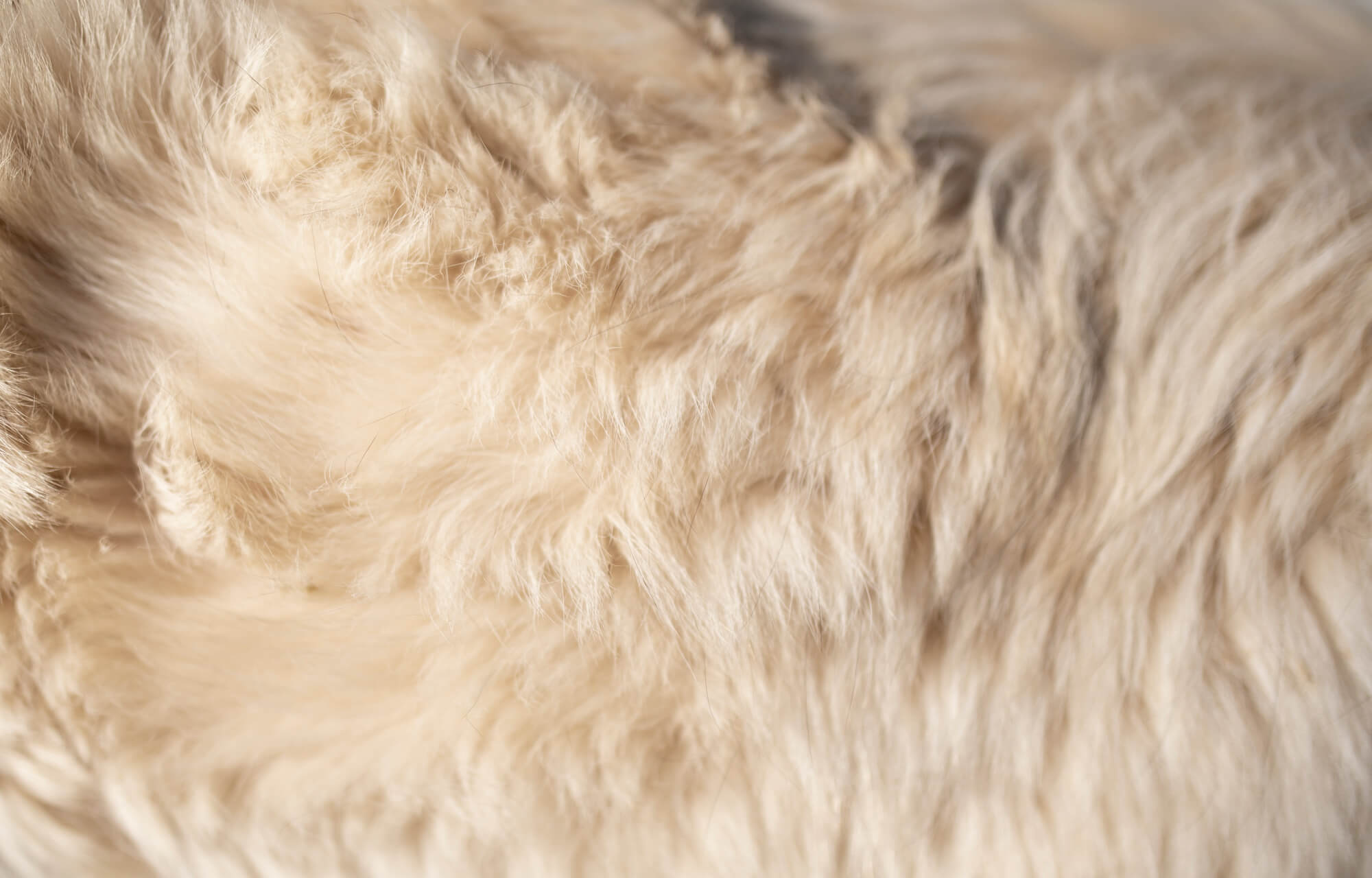closeup of dog fur