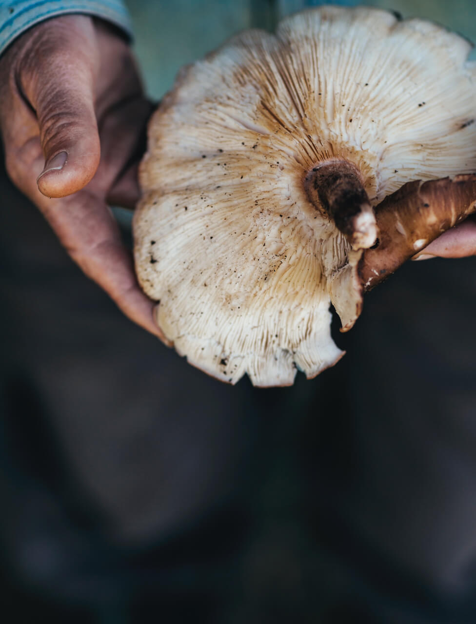 greg judy holding mushroom from ranch