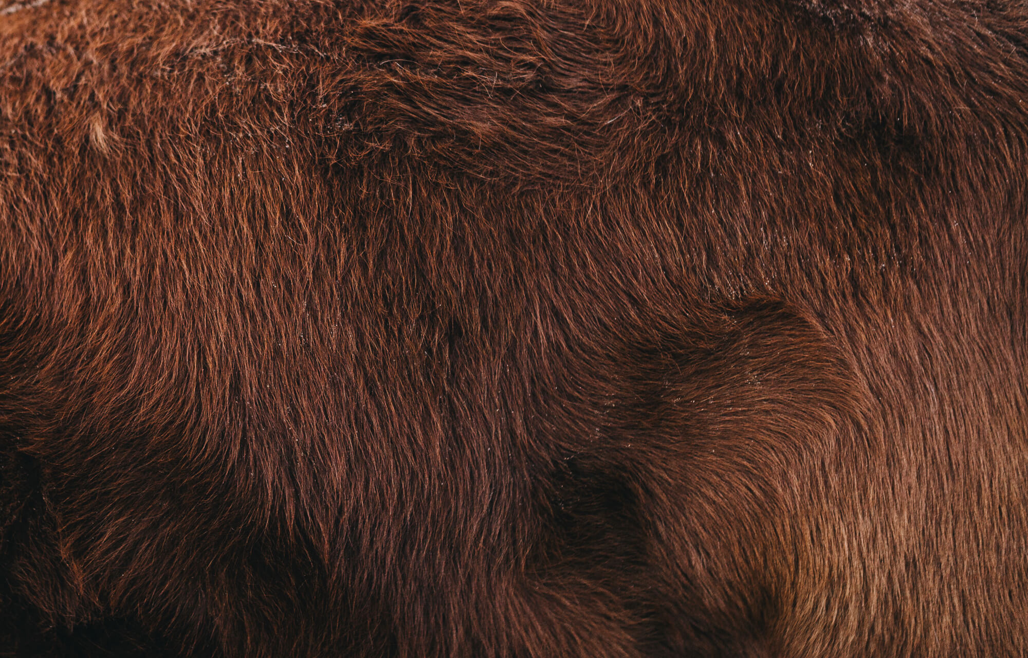 close up shot of cow fur