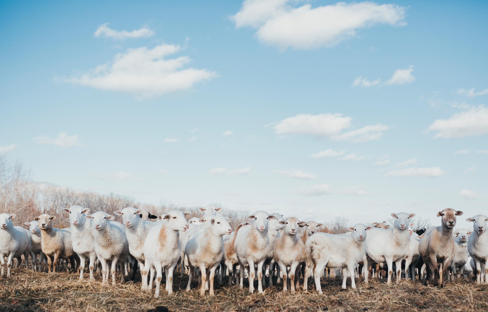 flock of sheep looking at camera on regenerative agriculture farm
