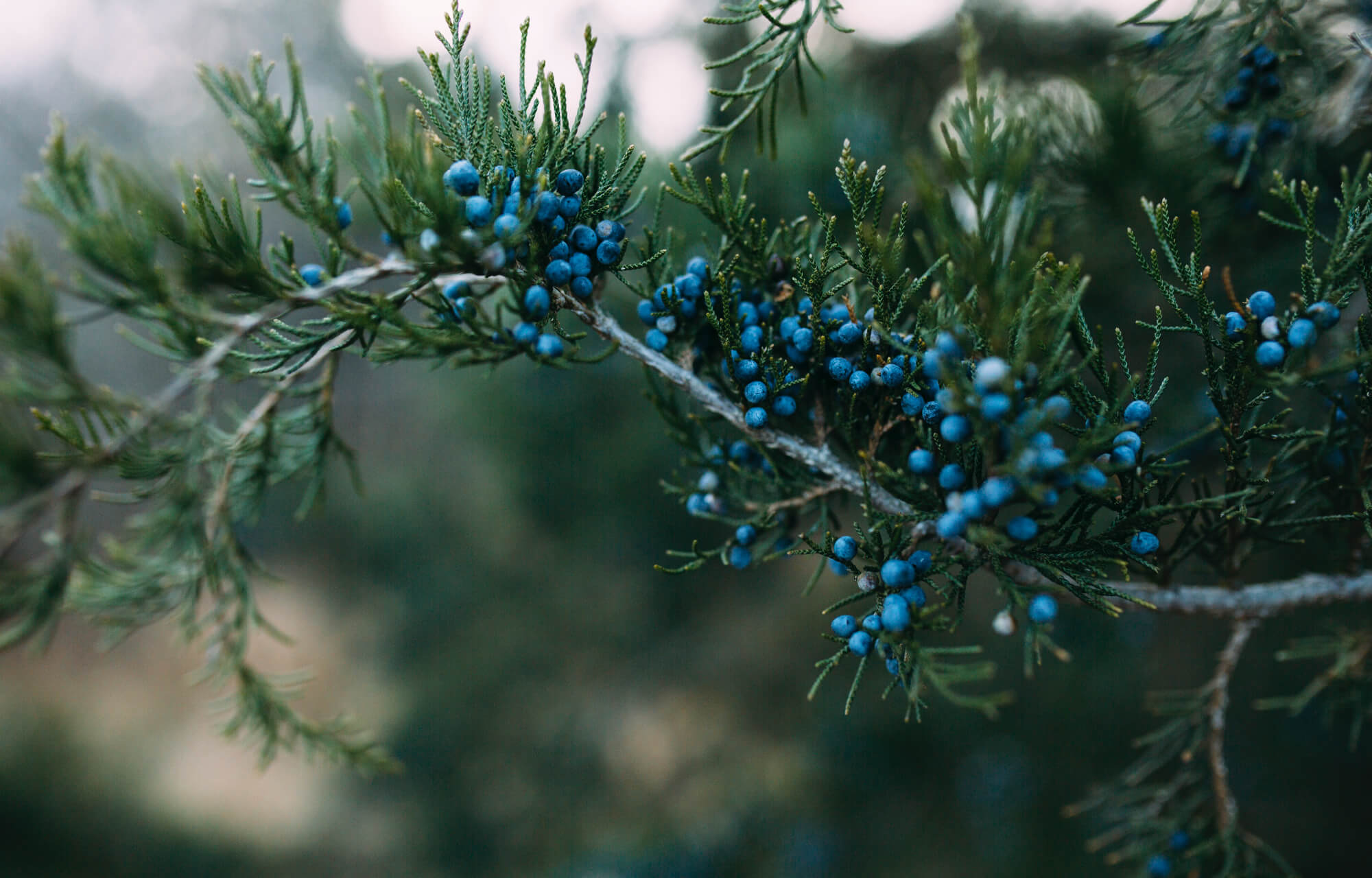 cedar berries on tree