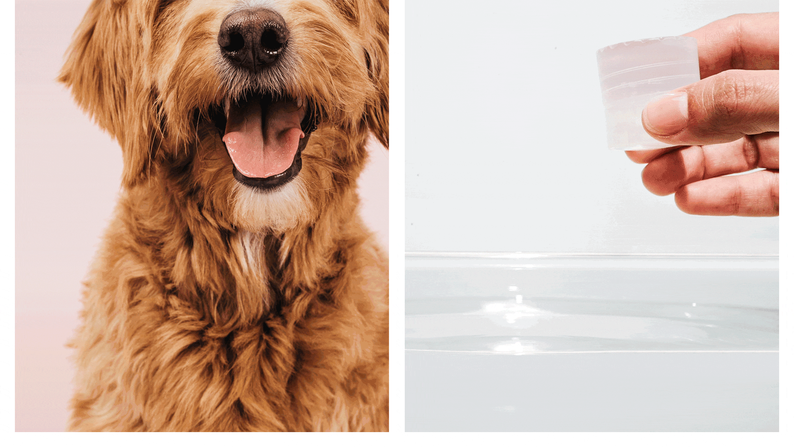 Suchgood Water Additive Imagery - dental pet care products
