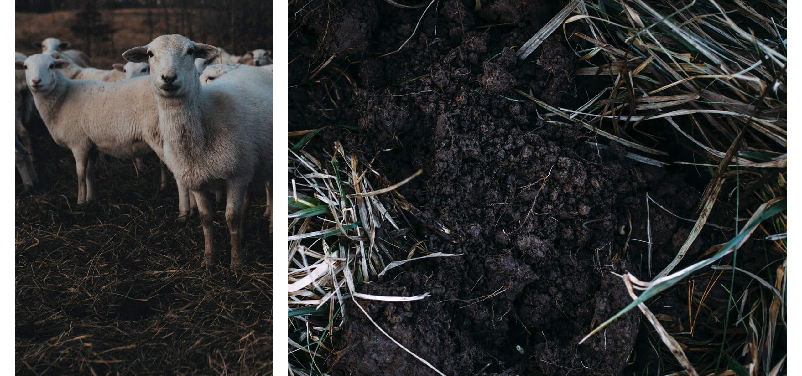 Sheep on Regenerative agriculture farm