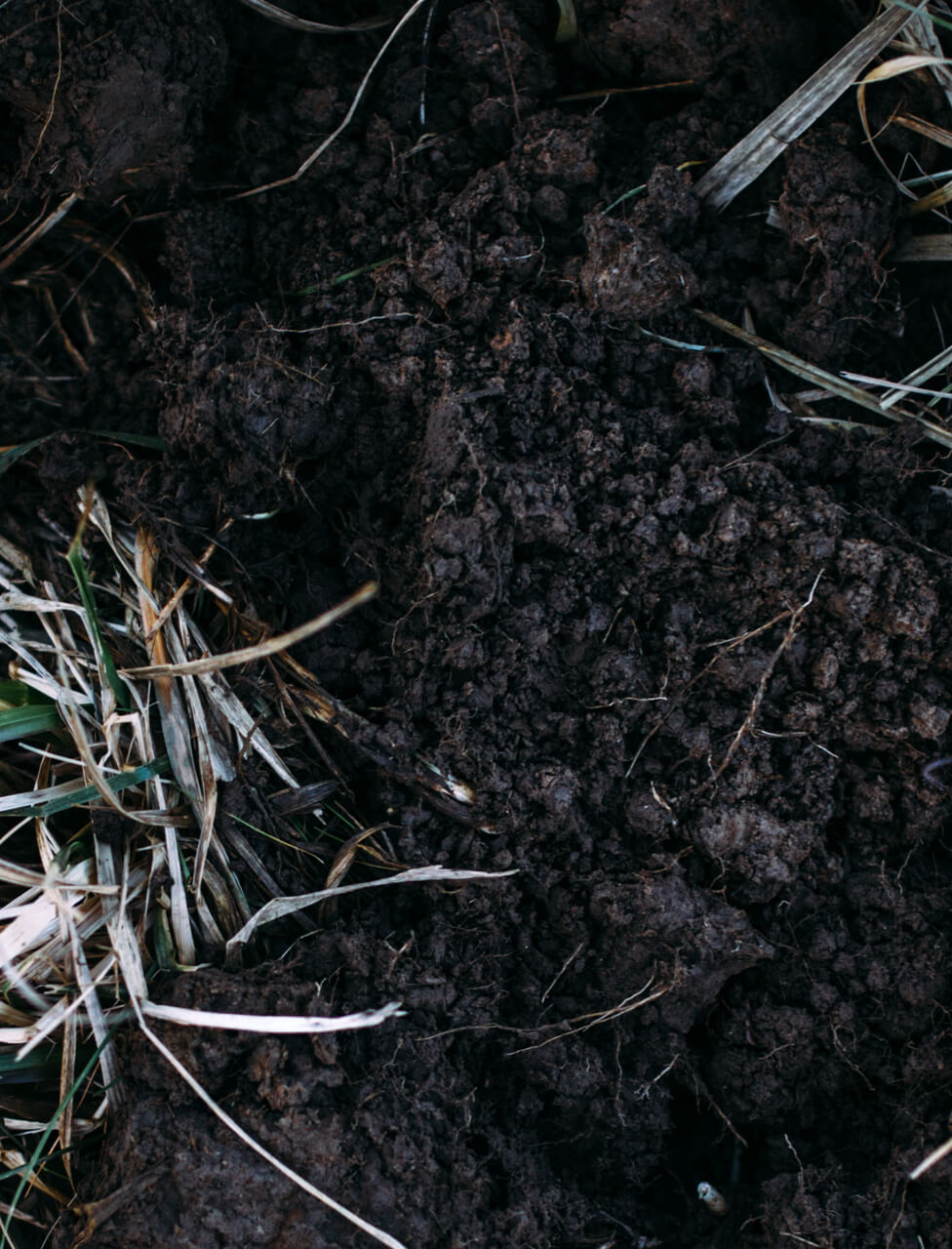healthy soil on the regenerative ranch
