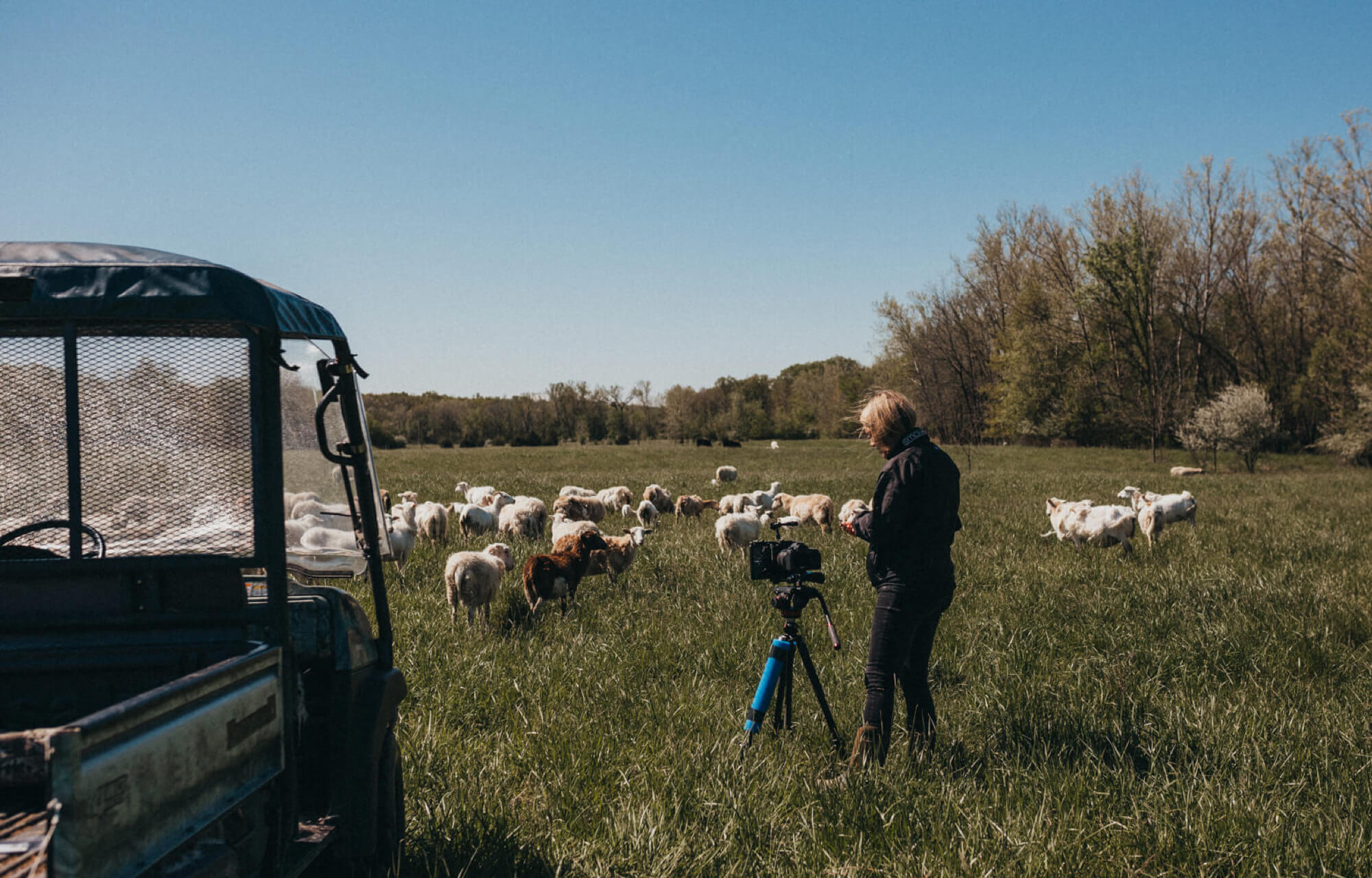 crystal setting up shot of sheep regenerative agriculture