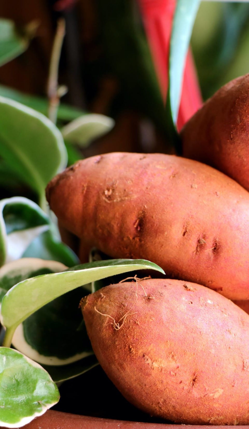 sweet potatoes harvested