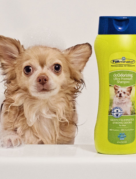 FURminator dog rescue custom photoshoot of chihuahua in bathtub